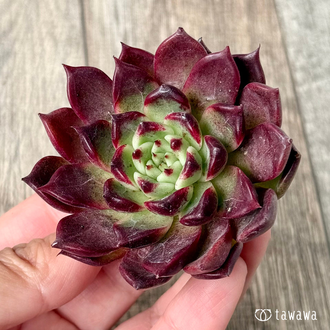 スーパーサラ（エアーマジック農園苗）