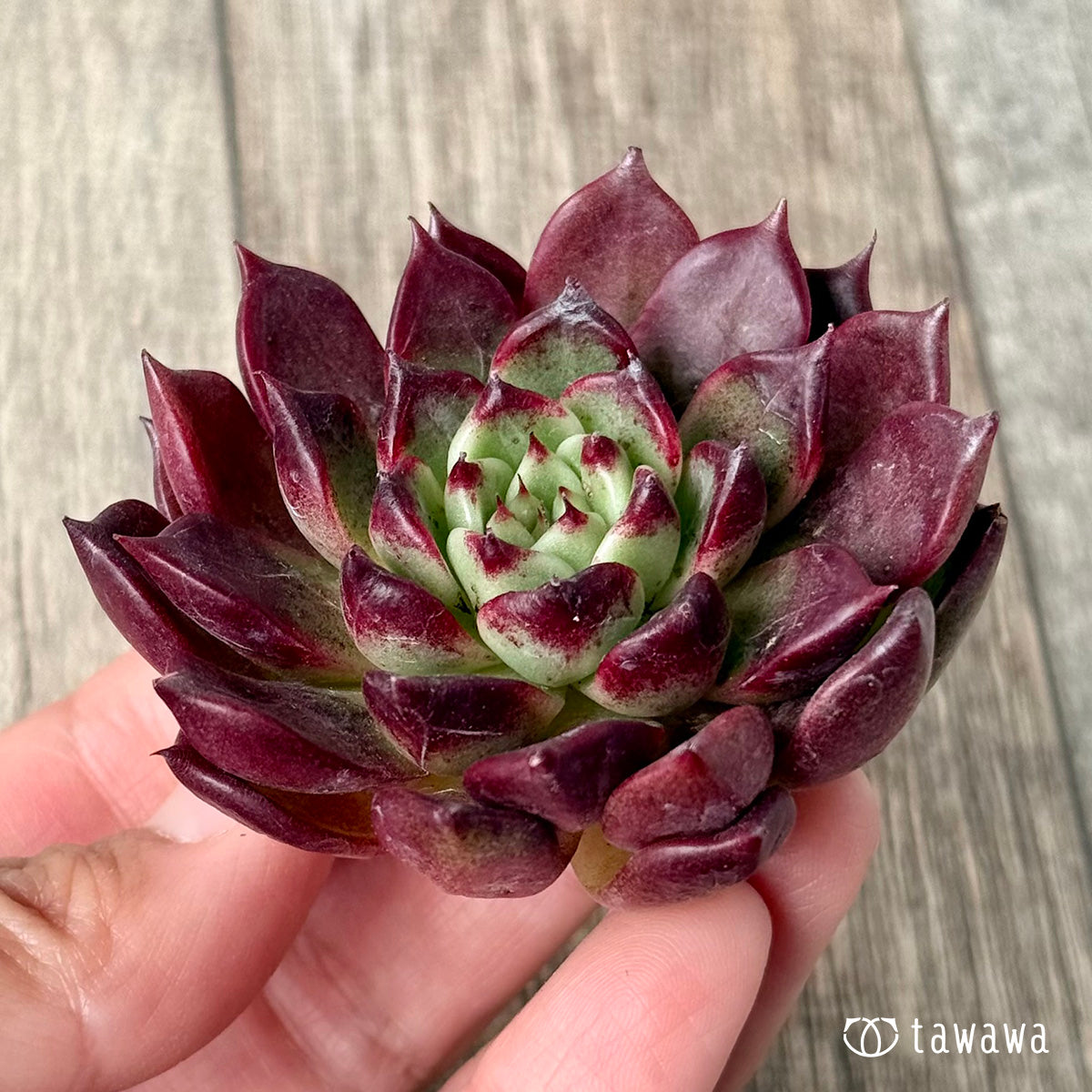 スーパーサラ（エアーマジック農園苗）