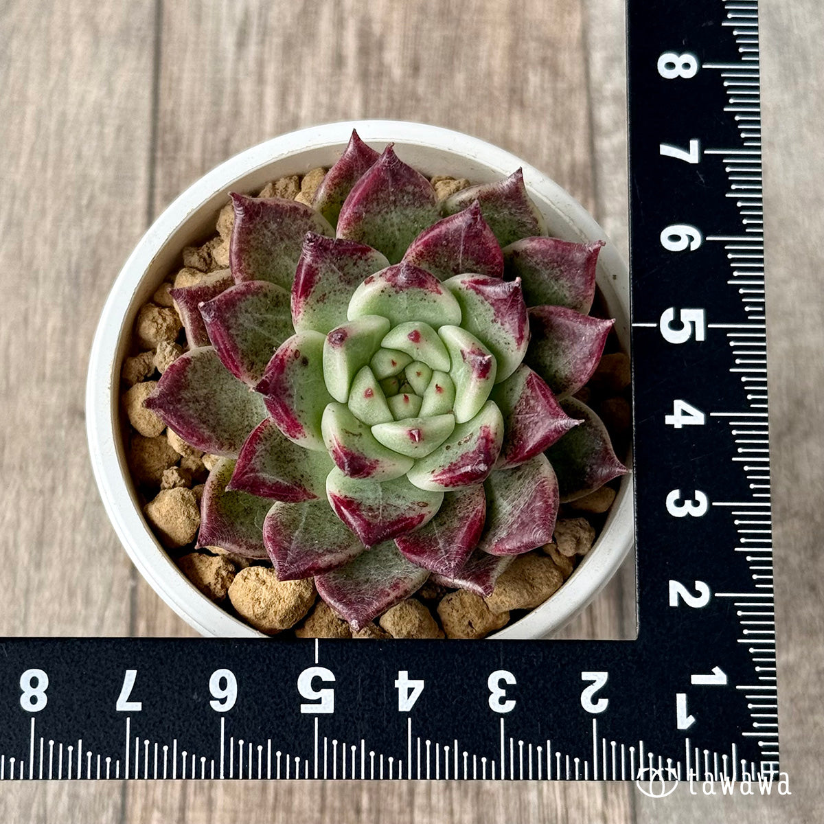 スーパーサラ（エアーマジック農園苗）