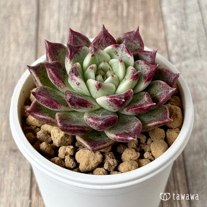 スーパーサラ（エアーマジック農園苗）