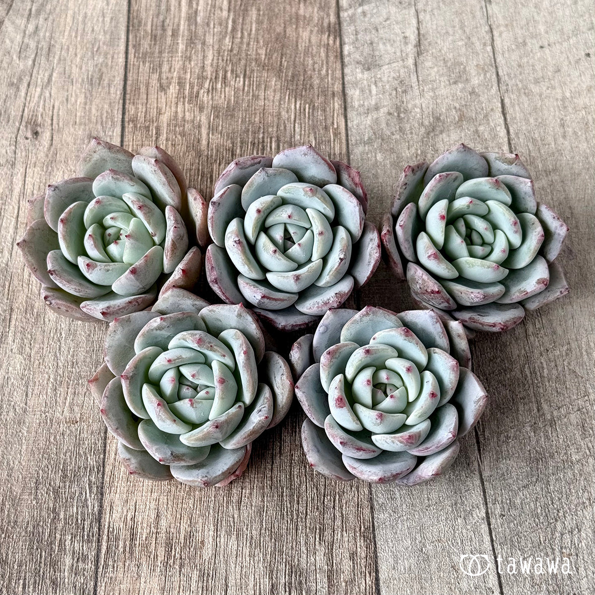 ＊新入荷＊　コルイ（エアーマジック農園苗）