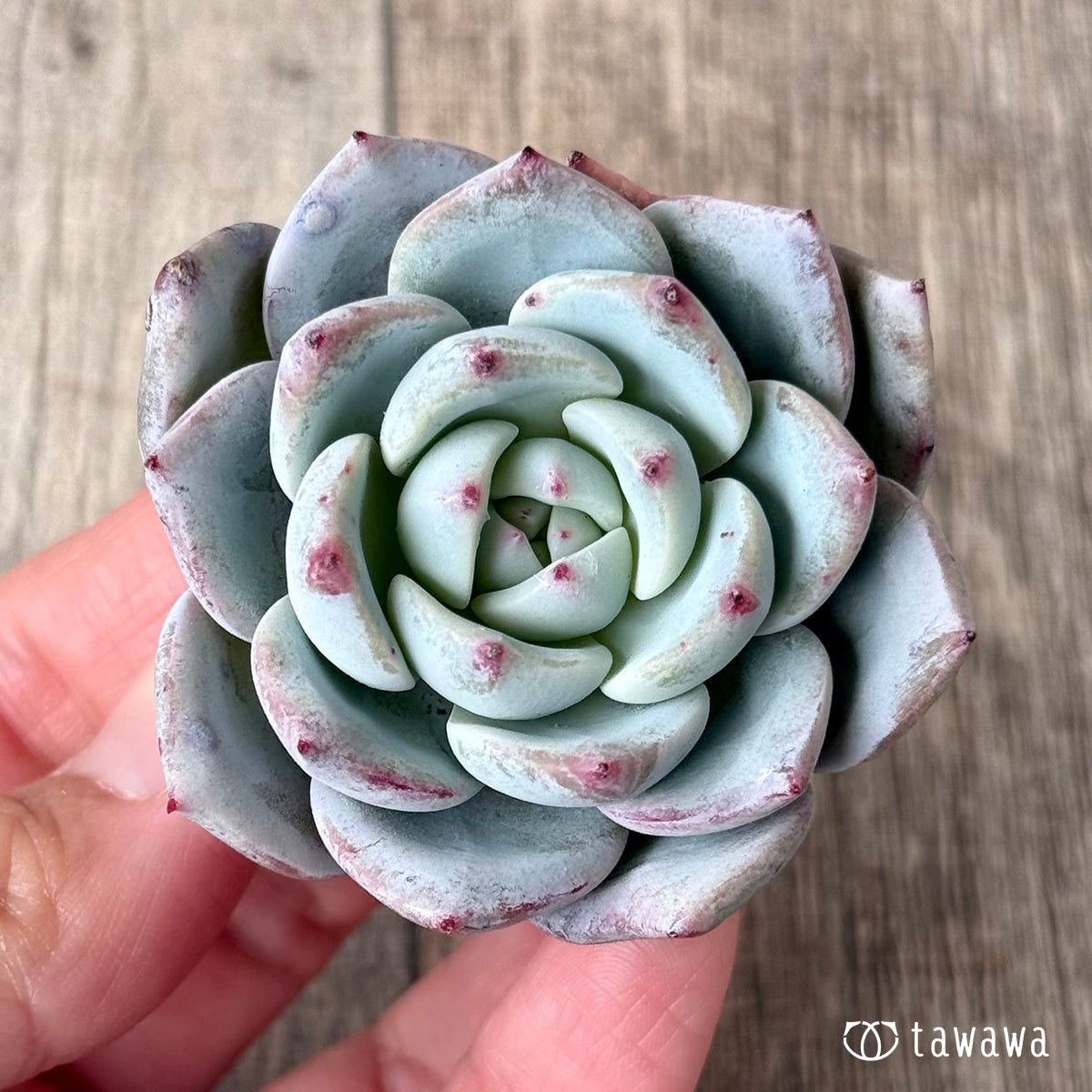 3.人気商品 – 多肉植物の通販・販売サイト tawawa