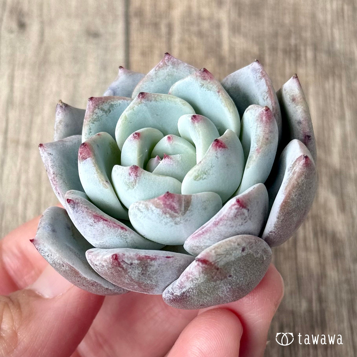 ＊新入荷＊　コルイ（エアーマジック農園苗）