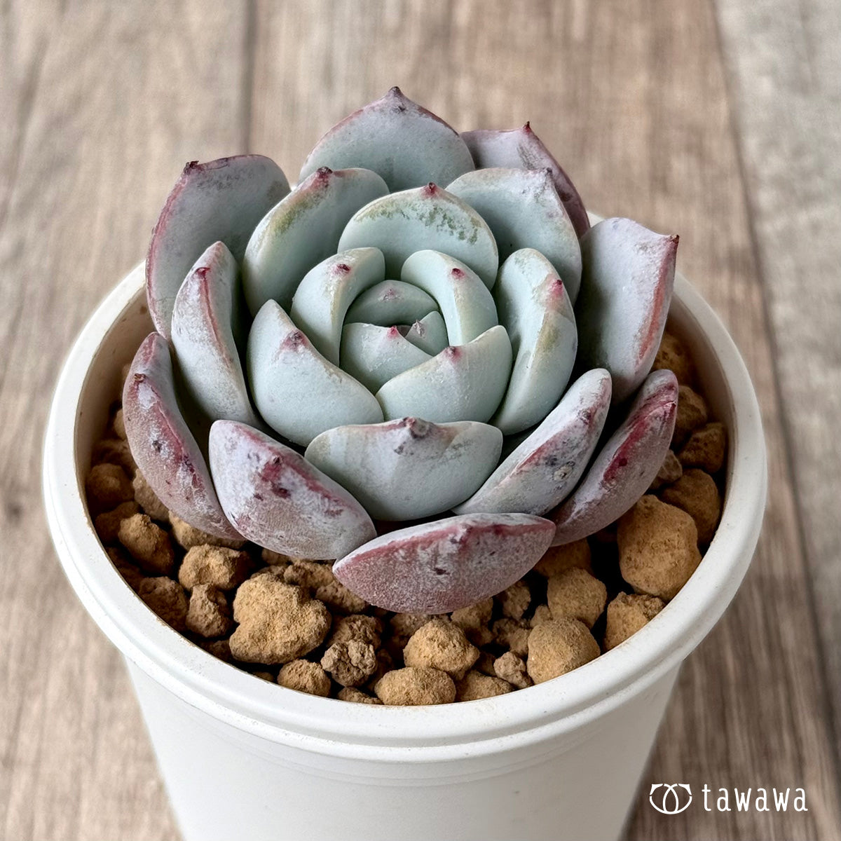 ＊新入荷＊　コルイ（エアーマジック農園苗）