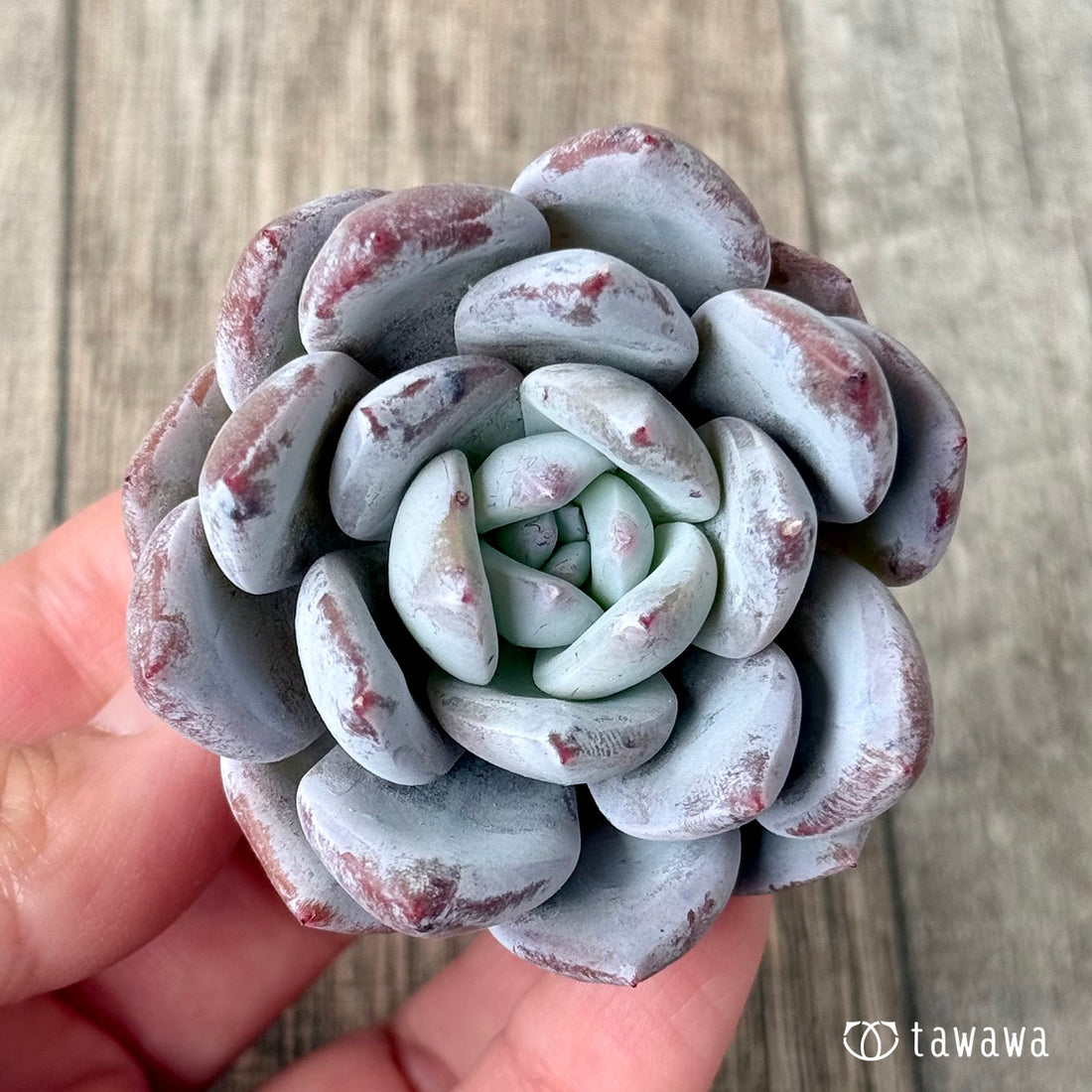 ＊新入荷＊　スノームーン（エアーマジック農園苗）