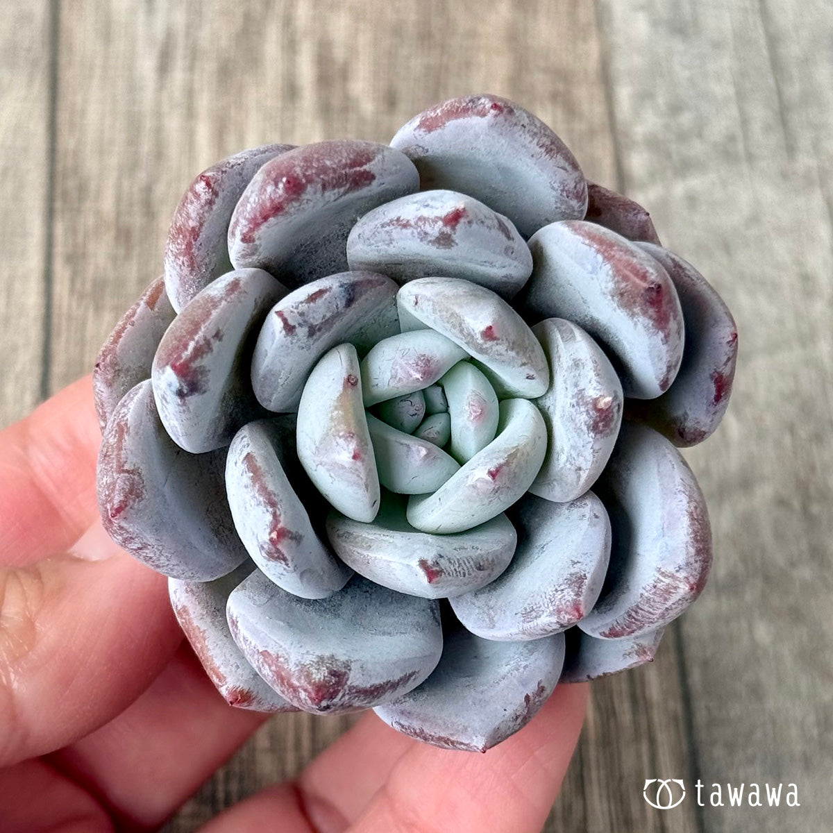 ＊新入荷＊　スノームーン（エアーマジック農園苗）