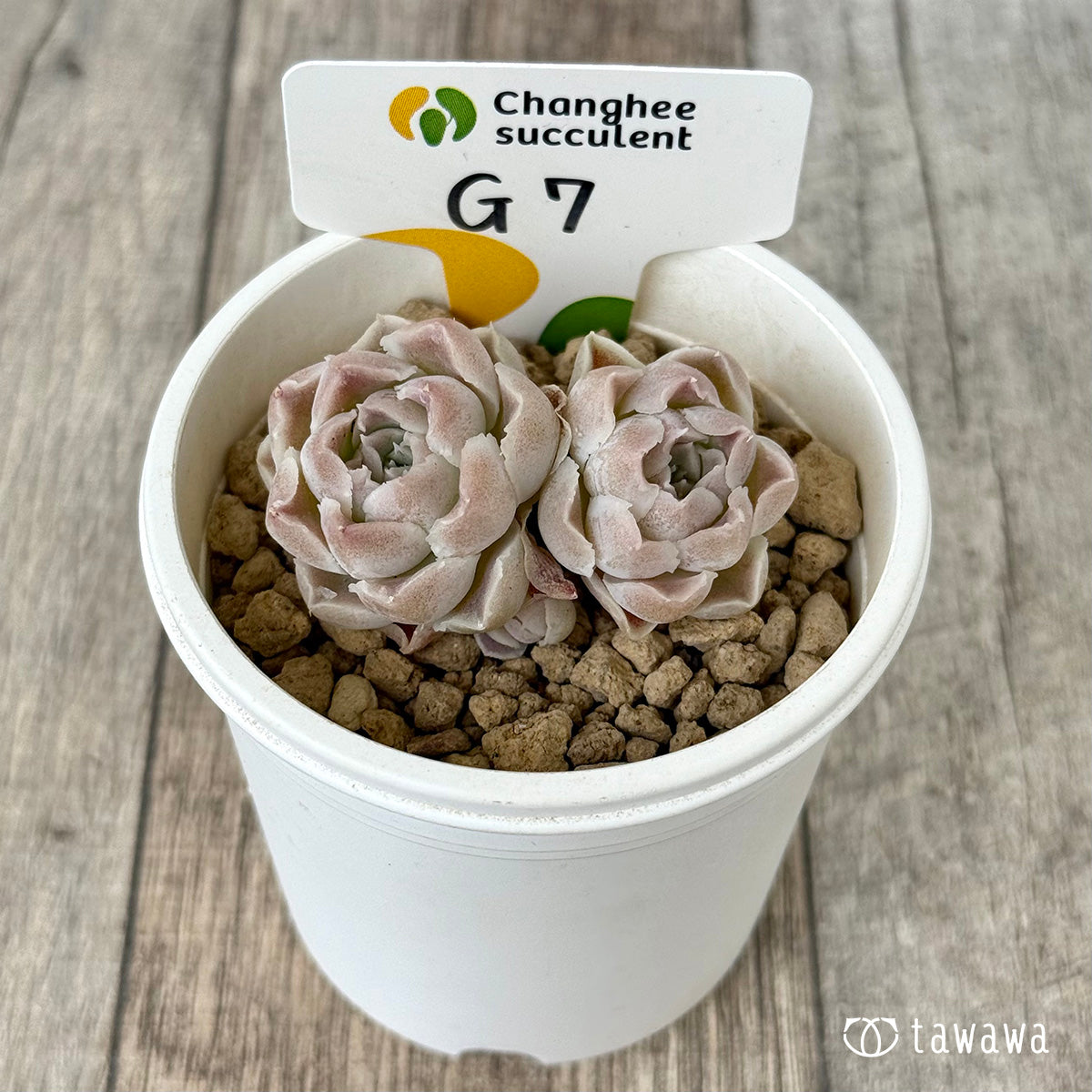 【4/22発売】G7（チャンヒー農園苗）
