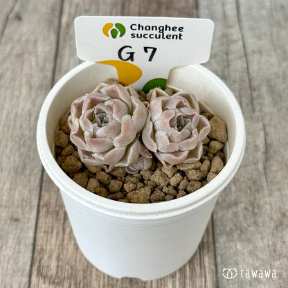 【4/22発売】G7（チャンヒー農園苗）