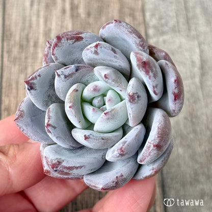 ＊新入荷＊　スノームーン（エアーマジック農園苗）