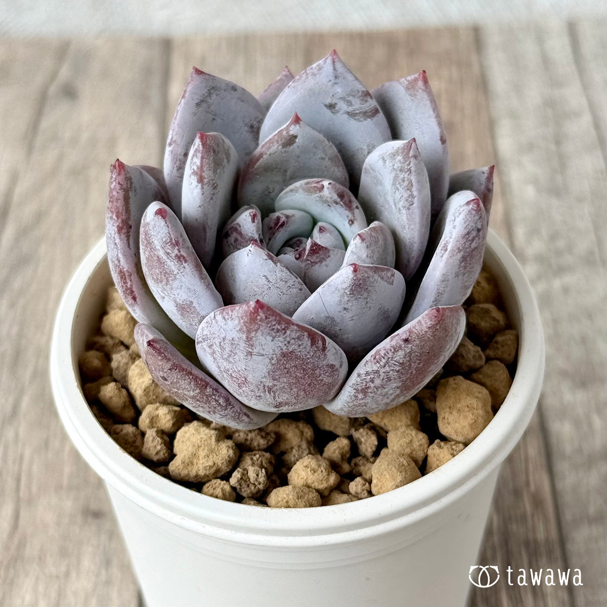 スノームーン（エアーマジック農園苗） – 多肉植物の通販・販売サイト