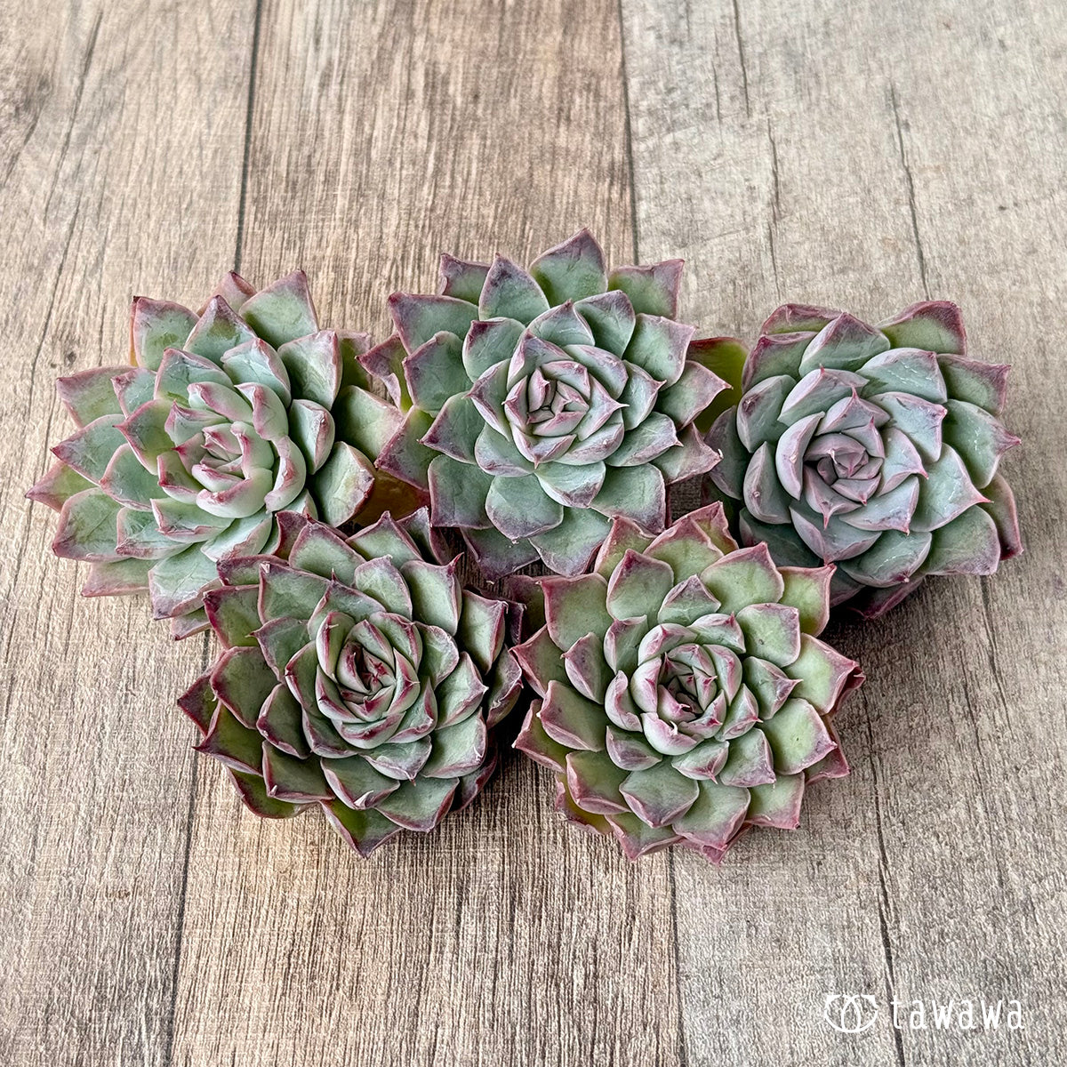 air magic succulents Red Barbara (Air Magic Garden Seedling) – 多肉植物の通販・販売サイト tawawa