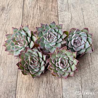 ＊新入荷＊　レッドバーバラ（エアーマジック農園苗）