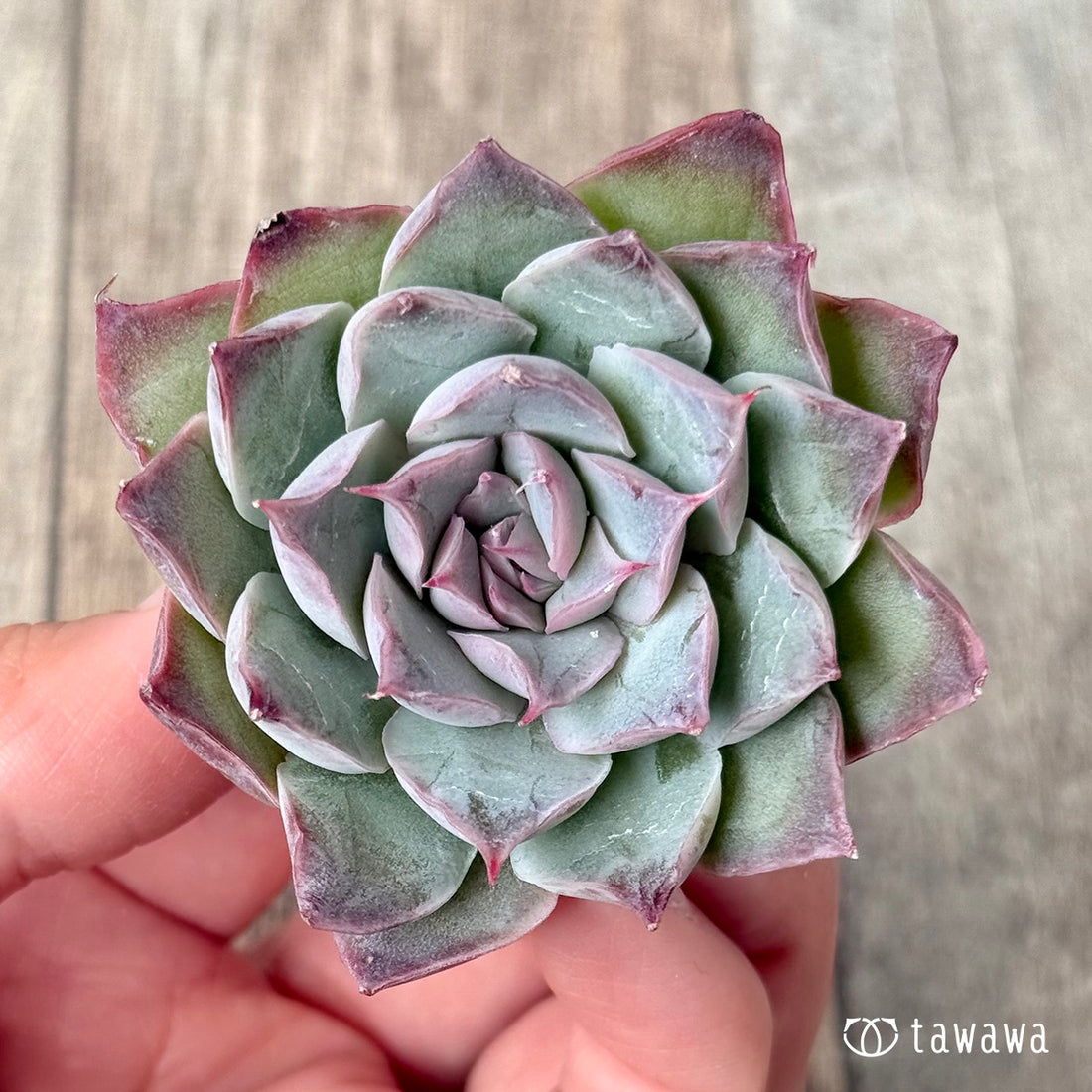 レッドバーバラ(エアーマジック農園苗)