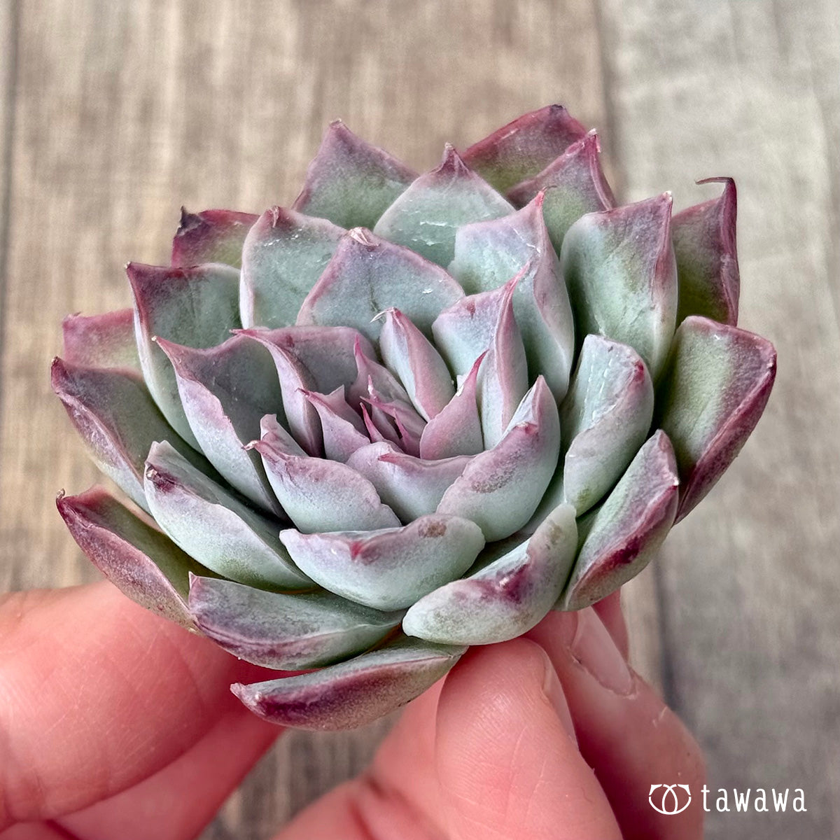 レッドバーバラ（エアーマジック農園苗） – 多肉植物の通販・販売