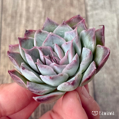 ＊新入荷＊　レッドバーバラ（エアーマジック農園苗）