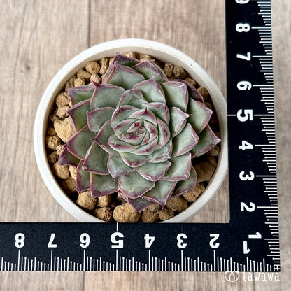 ＊新入荷＊　レッドバーバラ（エアーマジック農園苗）