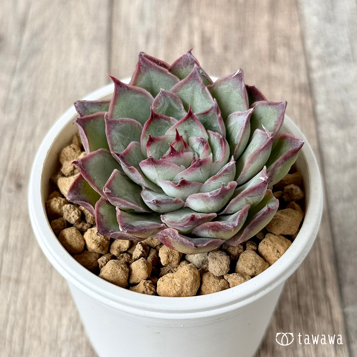 ＊新入荷＊　レッドバーバラ（エアーマジック農園苗）