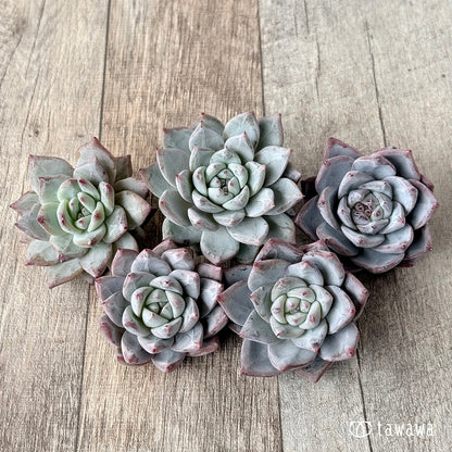 ＊新入荷＊　スノーバード（エアーマジック農園苗）