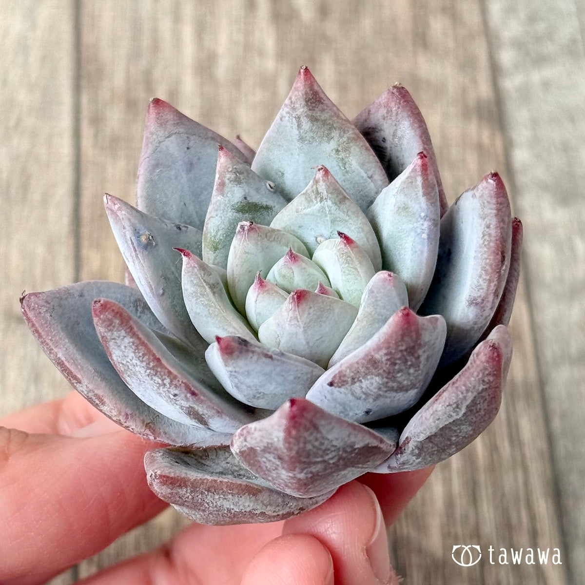 Snowbird (Air Magic Nursery Seedling)