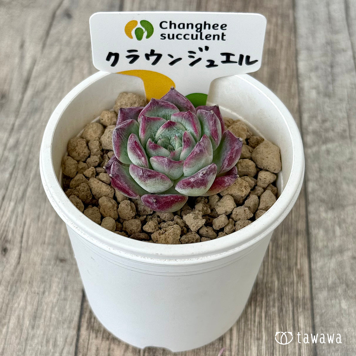 クラウンジュエル（チャンヒー農園苗）