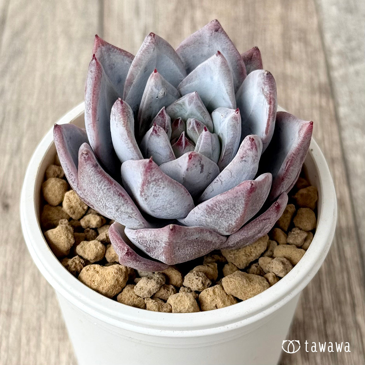 Snowbird (Air Magic Nursery Seedling)