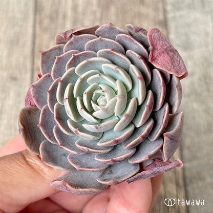 ＊新入荷＊　ローズピン（エアーマジック農園苗）