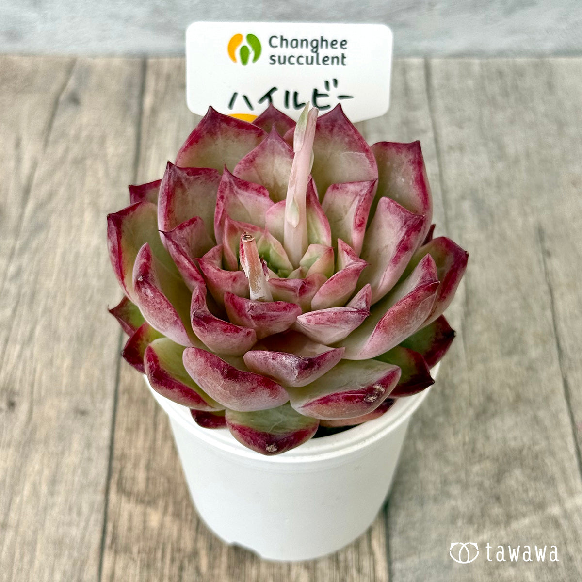 ハイルビー（チャンヒー農園苗）