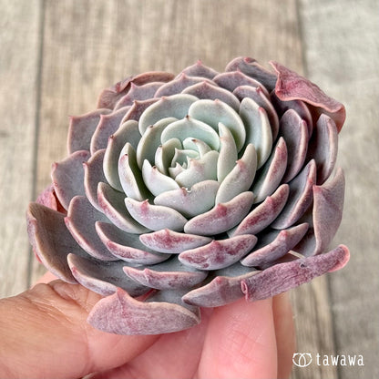 ＊新入荷＊　ローズピン（エアーマジック農園苗）