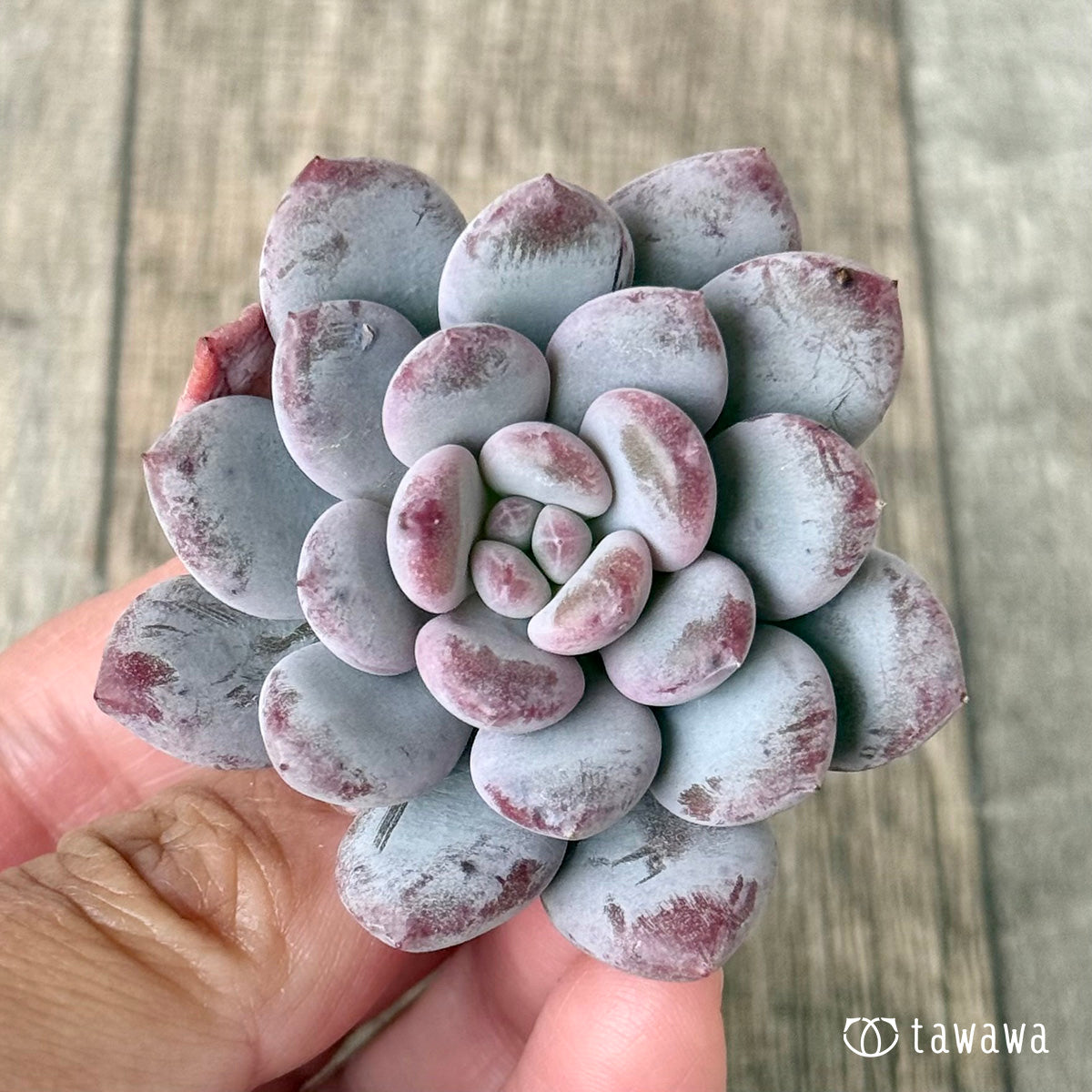 ＊新入荷＊　Lee-wha（エアーマジック農園苗）