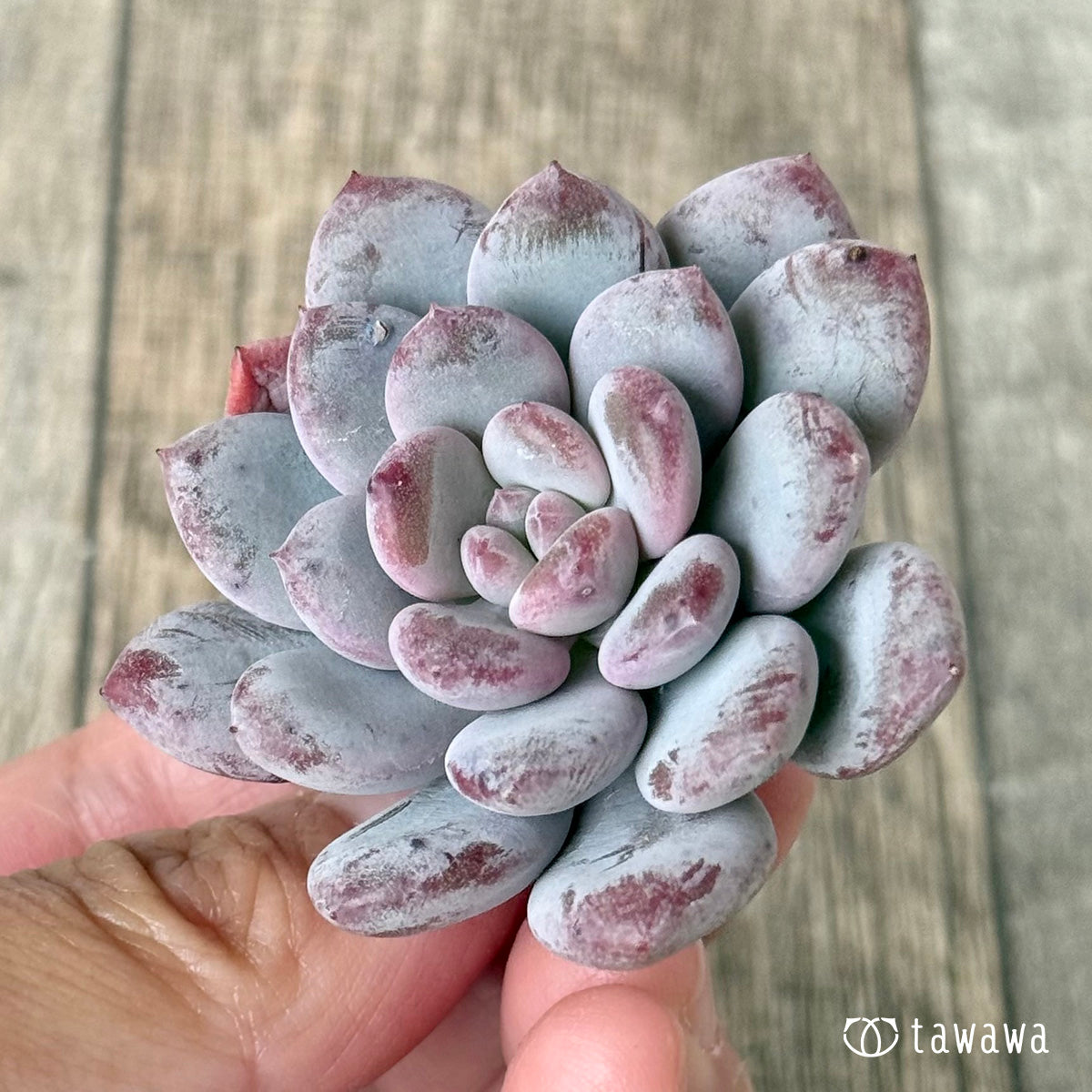 ＊新入荷＊　Lee-wha（エアーマジック農園苗）