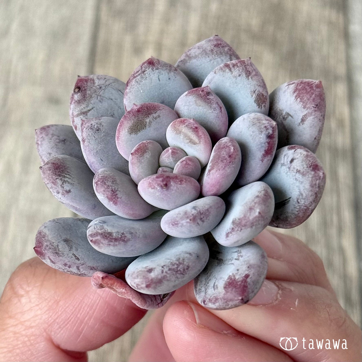 ＊新入荷＊　Lee-wha（エアーマジック農園苗）