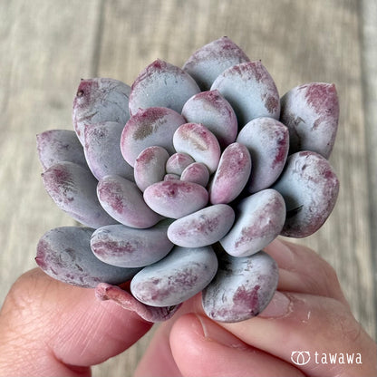 ＊新入荷＊　Lee-wha（エアーマジック農園苗）