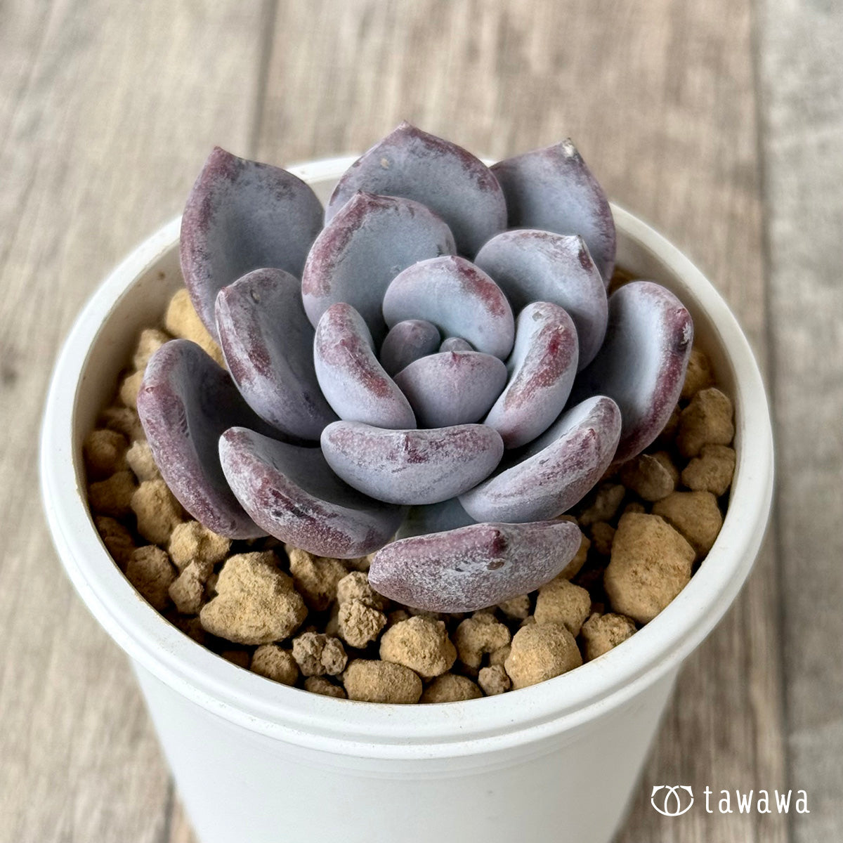 ＊新入荷＊　Lee-wha（エアーマジック農園苗）