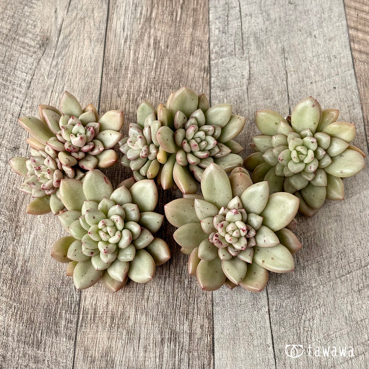 ＊新入荷＊　シャネリア（エアーマジック農園苗）