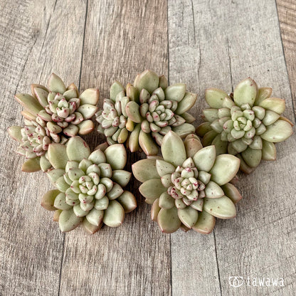 ＊新入荷＊　シャネリア（エアーマジック農園苗）