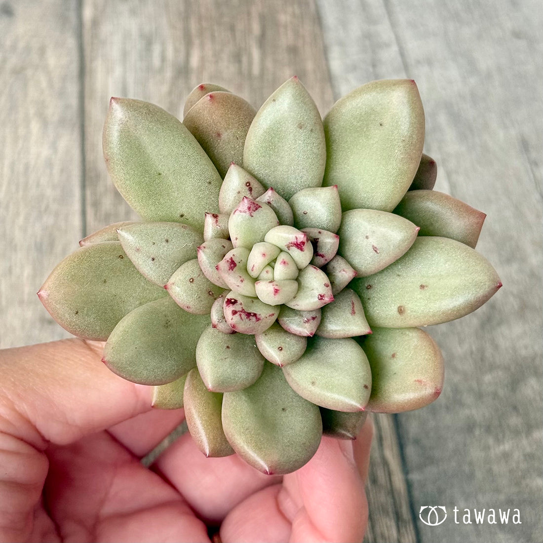 ＊新入荷＊　シャネリア（エアーマジック農園苗）