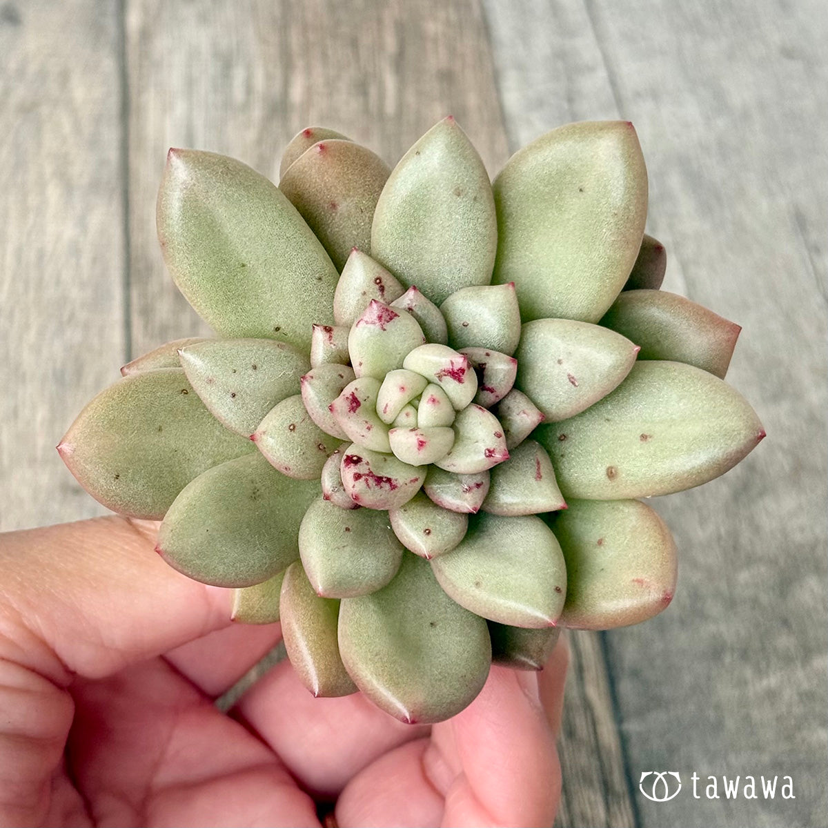 ＊新入荷＊　シャネリア（エアーマジック農園苗）