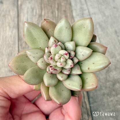 ＊新入荷＊　シャネリア（エアーマジック農園苗）