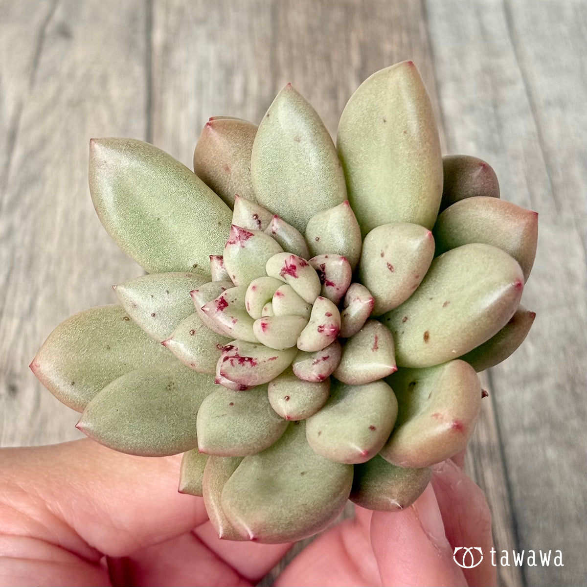 ＊新入荷＊　シャネリア（エアーマジック農園苗）