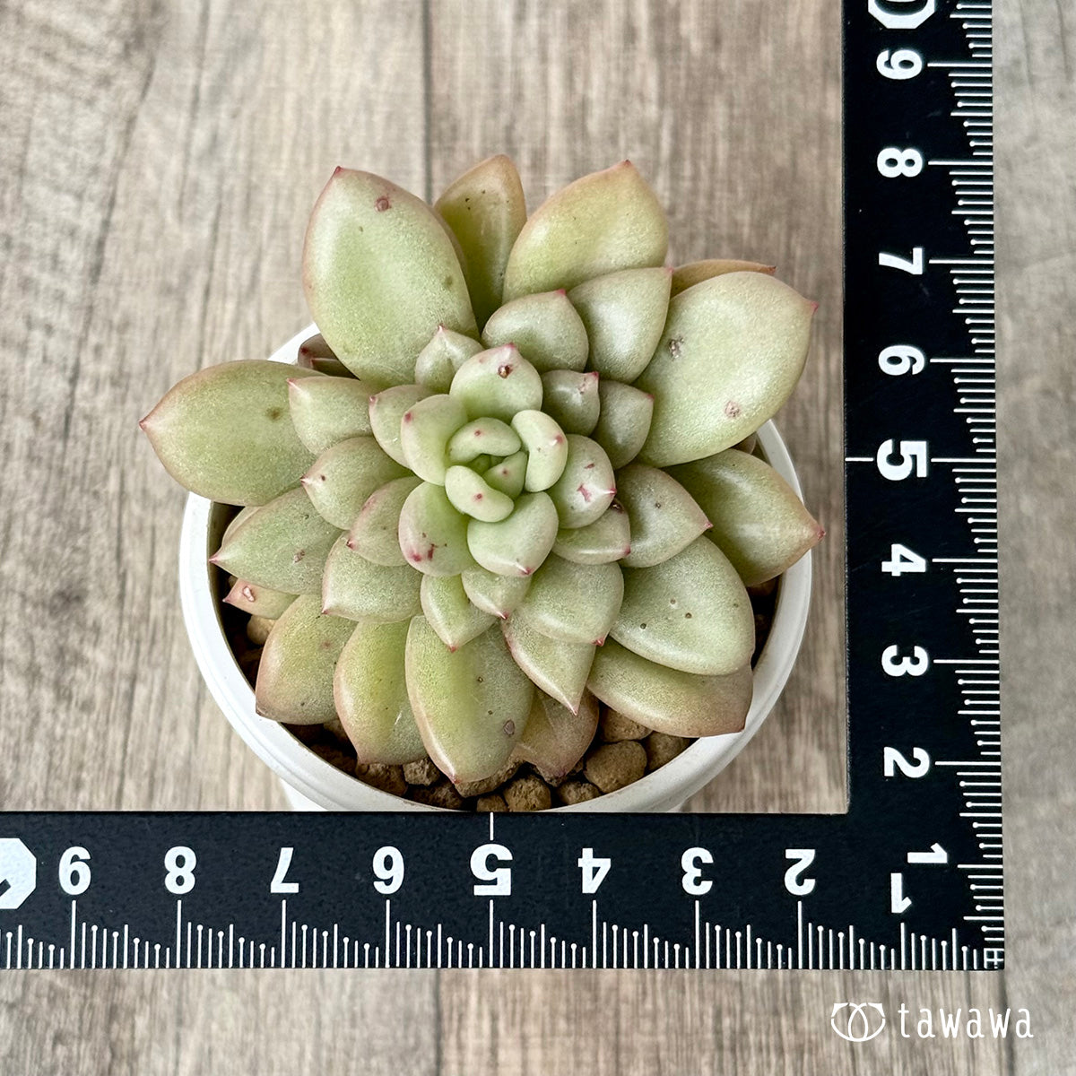 ＊新入荷＊　シャネリア（エアーマジック農園苗）