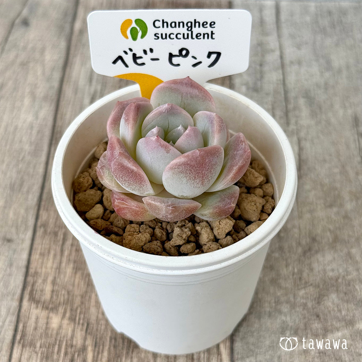 【4/22発売】ベビーピンク（チャンヒー農園苗）