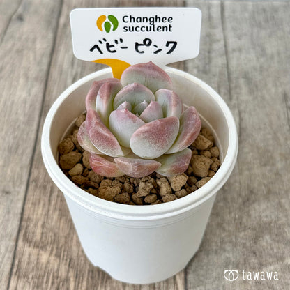 【4/22発売】ベビーピンク（チャンヒー農園苗）