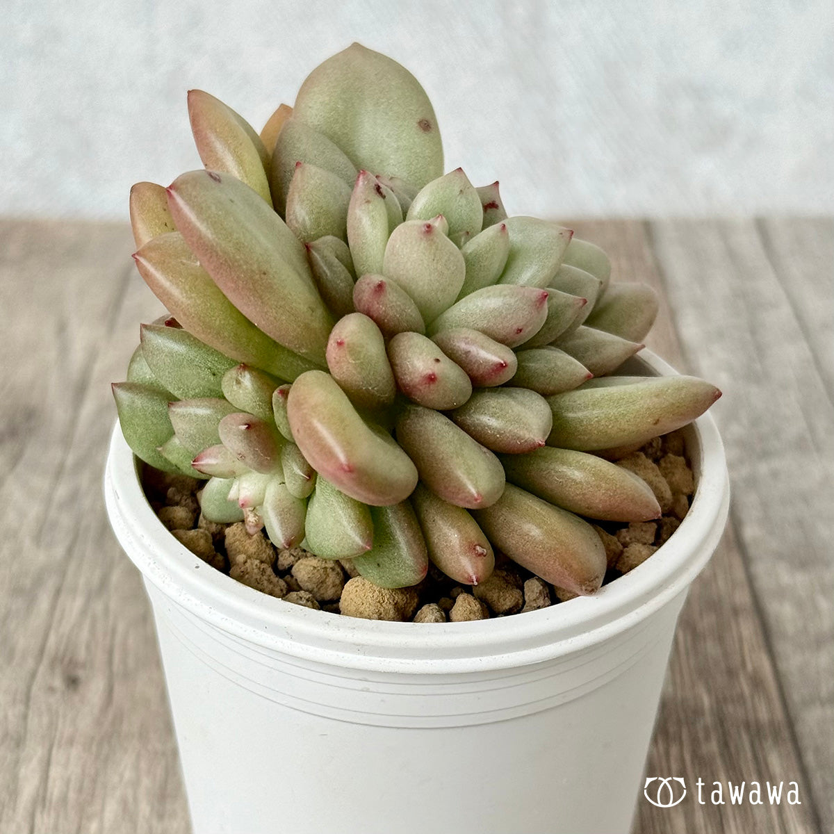 ＊新入荷＊　シャネリア（エアーマジック農園苗）