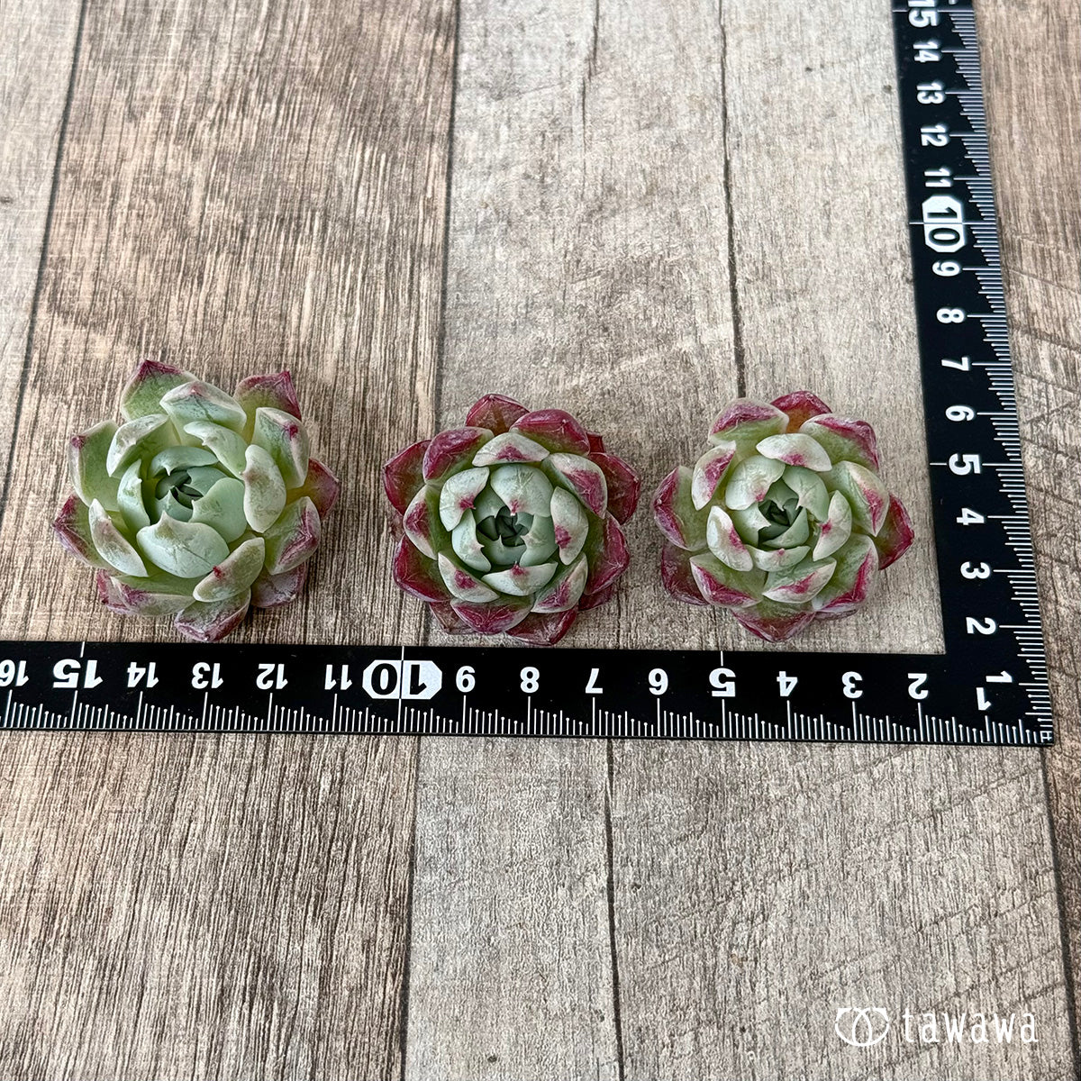 ＊新入荷②＊　Gilo×サラヒメ（チャンヒー農園苗）