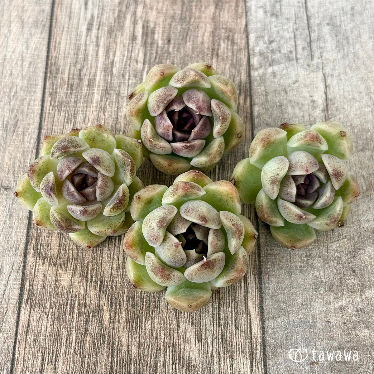New Arrivals: Ice Green