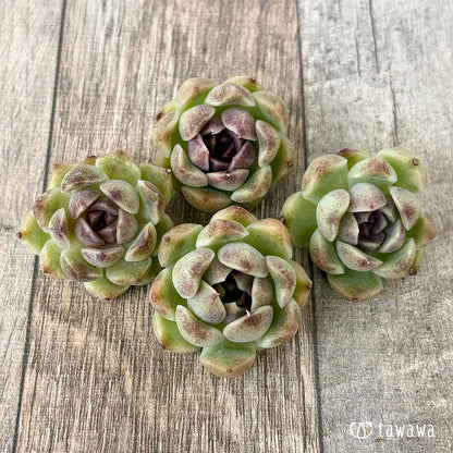 New Arrivals: Ice Green