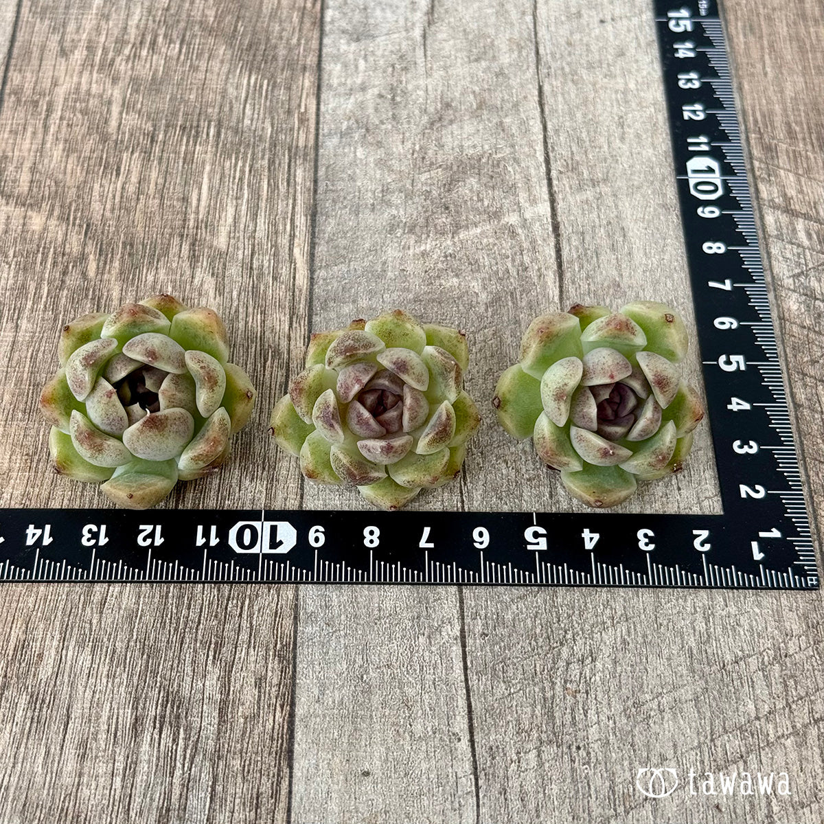 New Arrivals: Ice Green