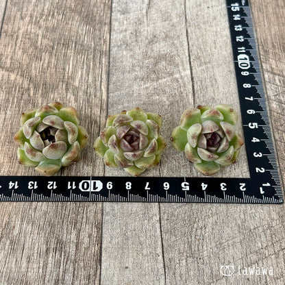 New Arrivals: Ice Green
