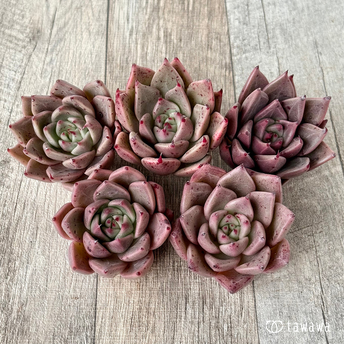 Chaka (Air Magic Garden Seedlings)