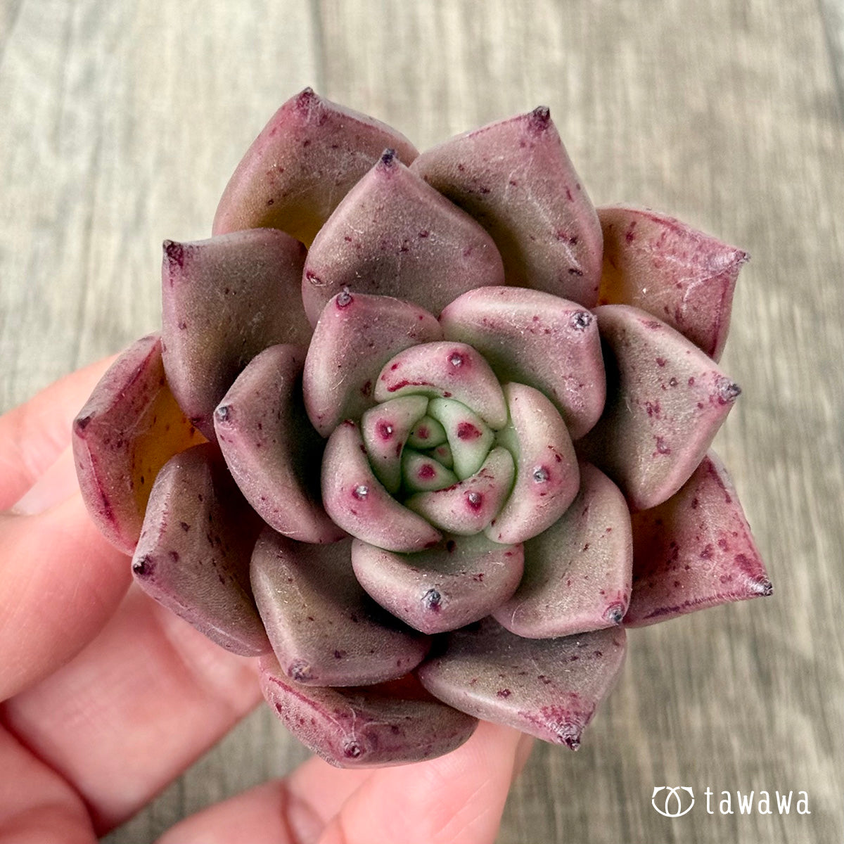 チャカ（エアーマジック農園苗）